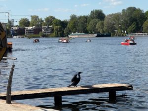 Tretboote auf der Spree in Berlin mit Vogel auf dem Steg im Vordergrund