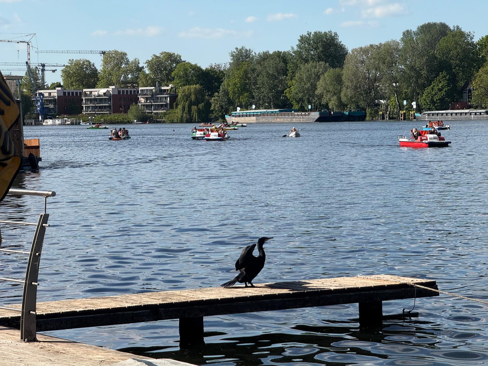 Tretboote auf der Spree in Berlin mit Vogel auf dem Steg im Vordergrund